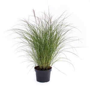 Lav Sølvelefantgræs - Miscanthus sinensis 'Kleine Silberspinne'