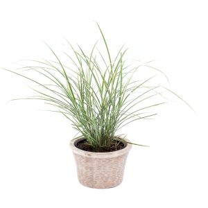 Hvidstribet Smalbladet Elefantgræs - Miscanthus sinensis 'Morning Light'