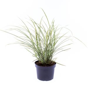 Hvidstribet Smalbladet Elefantgræs - Miscanthus sinensis 'Morning Light'