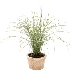Hvidstribet Elefantgræs - Miscanthus sinensis 'Variegatus'