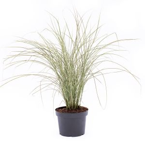 Hvidstribet Elefantgræs - Miscanthus sinensis 'Variegatus'