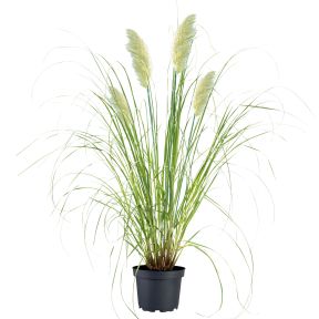Pampasgræs - Cortaderia selloana 'Pumila' med hvide blomster