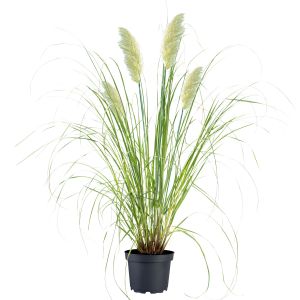 Pampasgræs - Cortaderia selloana 'Pumila' med hvide blomster