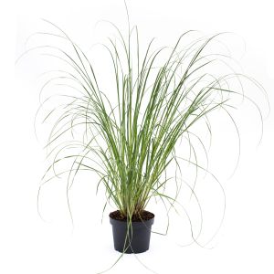 Pampasgræs - Cortaderia selloana 'Pumila'