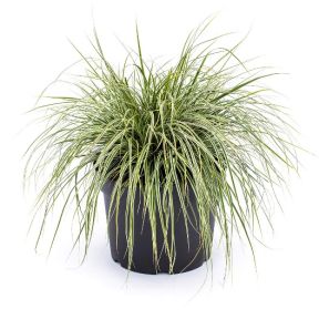 Carex morrowii 'Variegata' - Japansk star