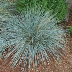 Helictotrichon sempervirens - Alpehavre