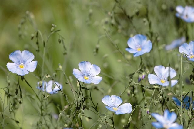 Hør i blomst