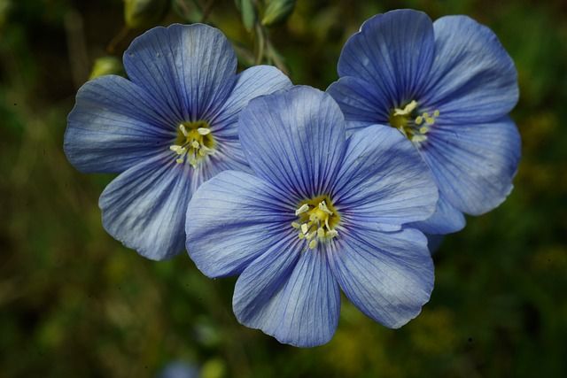 Hør i blomst, tæt på