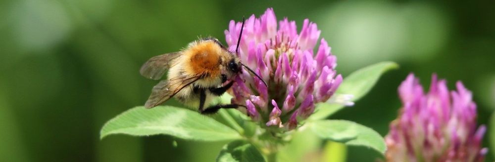 Markhumlebi i kløverblomst