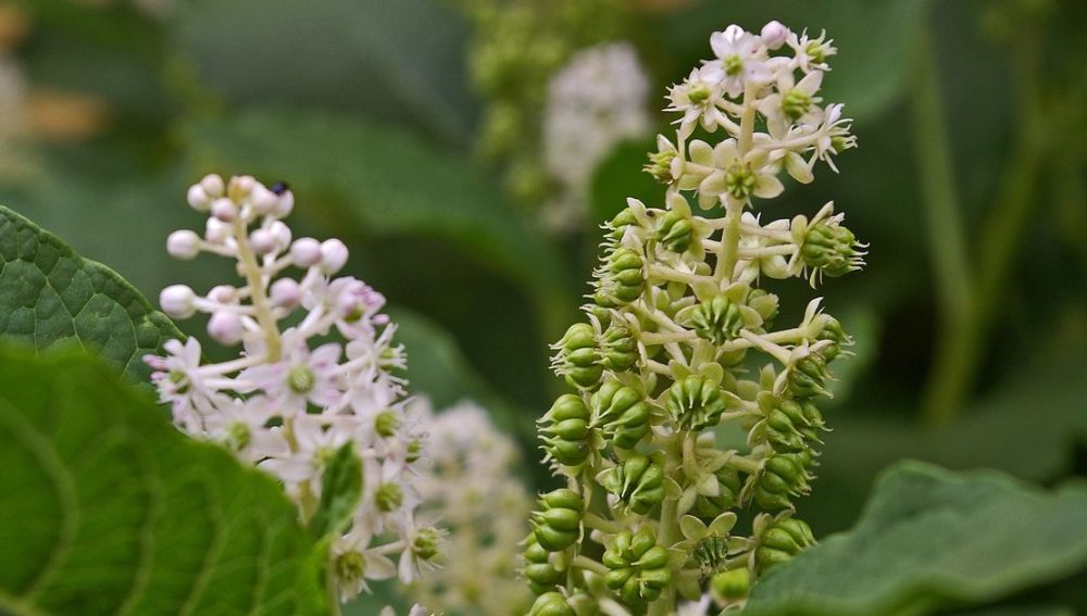 Kermesbær i blomst, begyndende bær