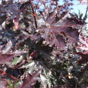 Rødbladet Spidsløn - Acer plat. 'Crimson Sentry'