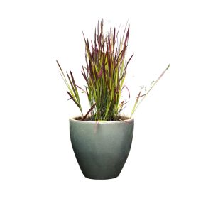 Japansk blodgræs - Imperata cylindrica 'Red Baron' i krukke