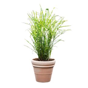 Miscanthus sinensis 'Zebrinus' i krukke