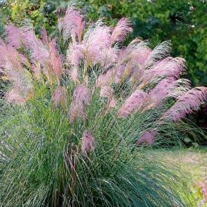 Miscanthus sinensis 'Flamingo' - Elefantgræs i have