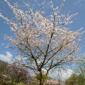 Fuji-Kirsebær - Prunus incisa 'Lotte' blomstring