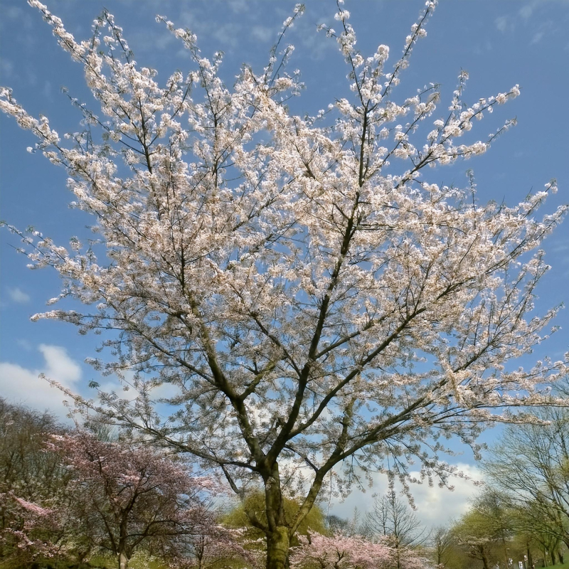 Fuji-Kirsebær - Prunus incisa ´Lotte´ 50 cm stamme