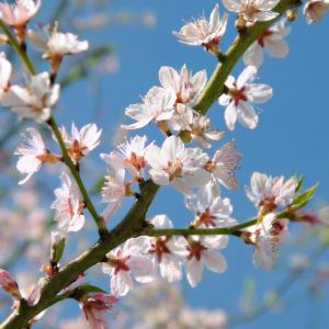 Fuji-Kirsebær - Prunus incisa 'Lotte' blomstring