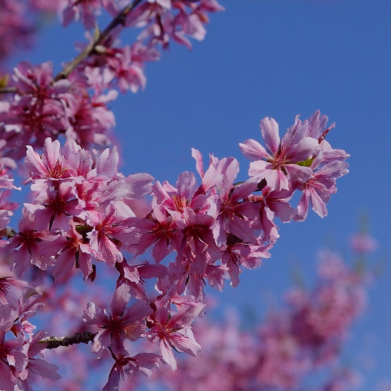Fuji-Kirsebær - Prunus incisa ´Paean´ 50 cm stamme