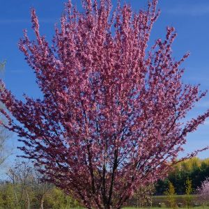 Fuji-Kirsebær - Prunus incisa 'Paean' 50 cm stamme blomstring
