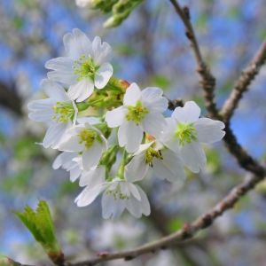 Fuji-Kirsebær - Prunus incisa 'Yamadei' 50 cm stamme blomstring