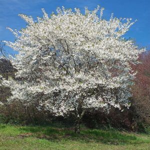 Fuji-Kirsebær - Prunus incisa 'Yamadei' 50 cm stamme blomstring