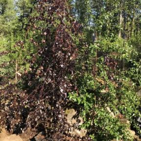 Rødbladet fjeldbirk - Betula 'Hekla'