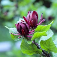 Kanelbusk - Calycanthus