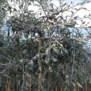 Pilebladet Prydpære - Pyrus salicifolia 'Pendula'