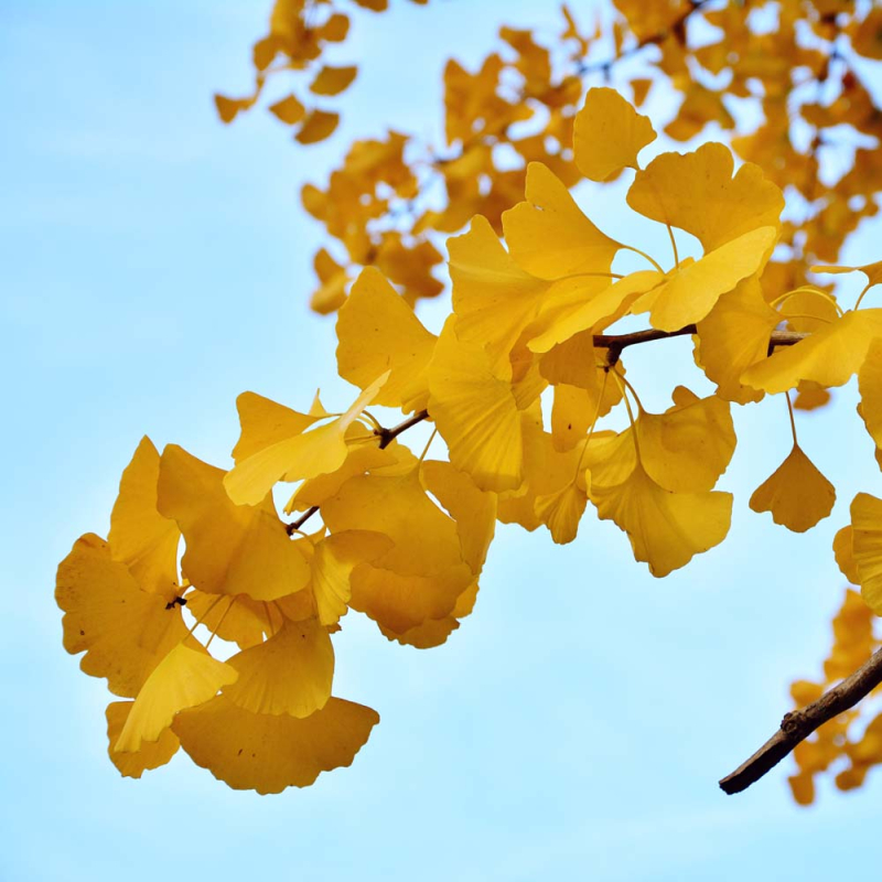Søjle Tempeltræ ´Fastigiata Blagon´ - Ginkgo biloba 125-150 cm