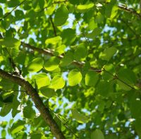 Hjertetræ Cercidiphyllum japonicum med hjerteformede blade