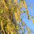 Dunbirk - Betula pubescens