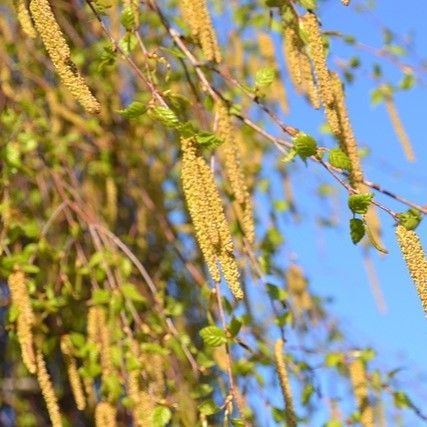 Billede af Dunbirk - Betula pubescens 150-175 cm
