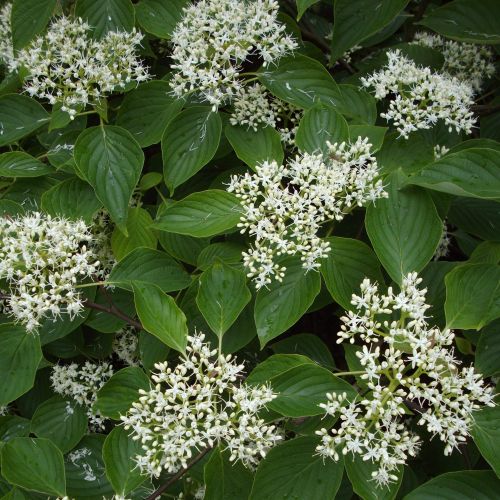 Dværg etage Kornel - Cornus controversa 'Green Carpet'