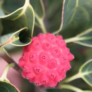 Koreakornel - Cornus kousa 'China Girl' med bær