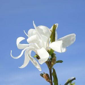 Magnolia x loebneri 'Wildcat'