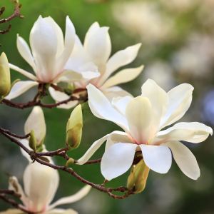 Magnolia x loebneri 'Wildcat'