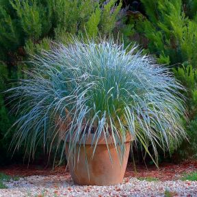 Elymus Magellanicus