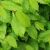 Kugleavnbøg - Carpinus betulus 'Minoors' Minor Globe