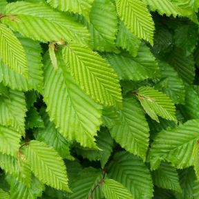 Kugleavnbøg - Carpinus betulus 'Minoors' Minor Globe