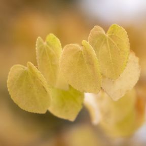 Hjertetræ - Cercidiphyllum japonicum buskformet