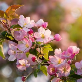 Paradisæble Malus 'Gorgeous'