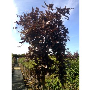 Hænge Blodbøg - Fagus sylvatica 'Rohan Weeping'