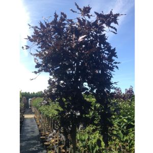 Hænge Blodbøg - Fagus sylvatica 'Rohan Weeping'