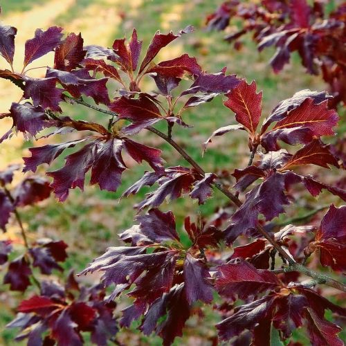 Hænge Blodbøg - Fagus sylvatica 'Rohan Weeping' blade