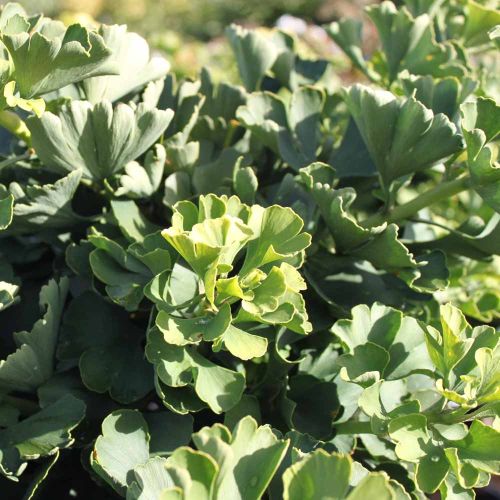 Billede af Opstammet kugle Tempeltræ ´Mariken´ - Ginkgo biloba 60 cm stamme