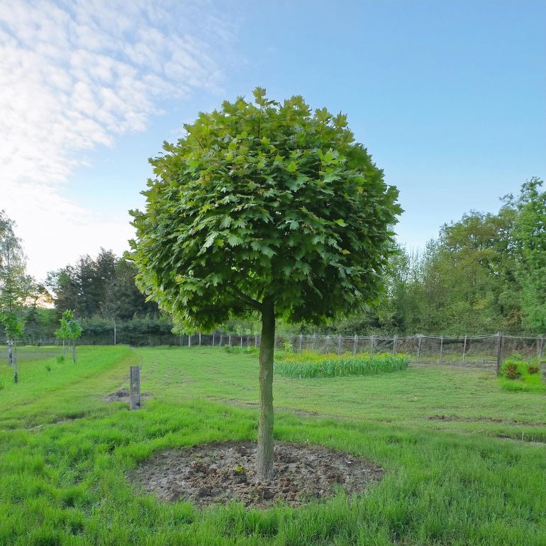 Billede af Kugleplatan - Platanus acerifolia ´Alphen´s Globe´ 200 cm stamme