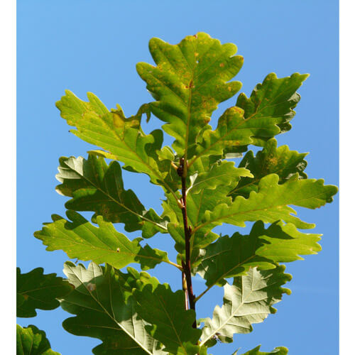Søjle Eg - Quercus robur ´Fastigiata´ 175-200 cm