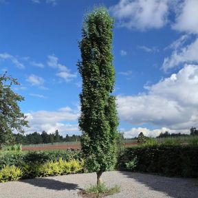 Søjle Sump-Eg - Quercus palustris 'Green Pillar'