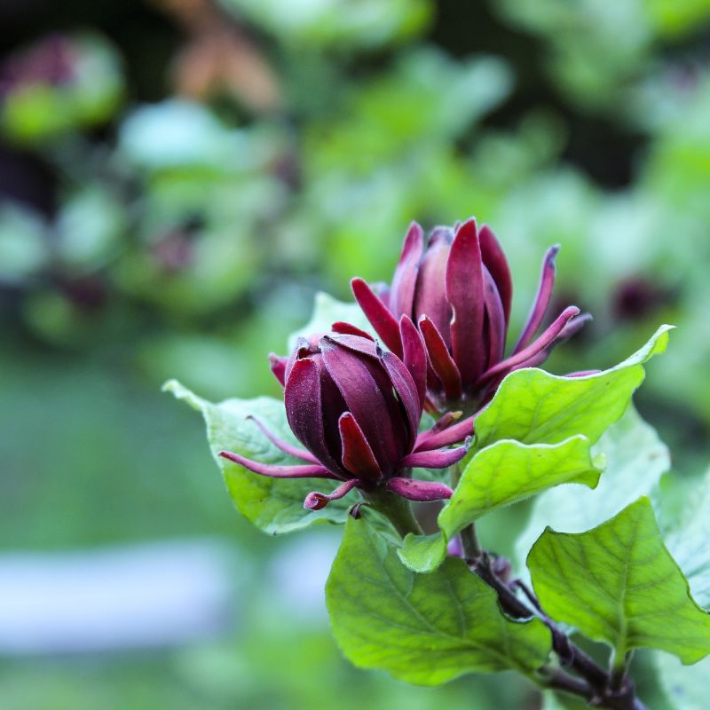 Kanelbusk - Calycanthus ´Aphrodite´ 80-100 cm