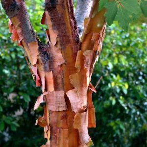 Papirbarkløn - Acer griseum